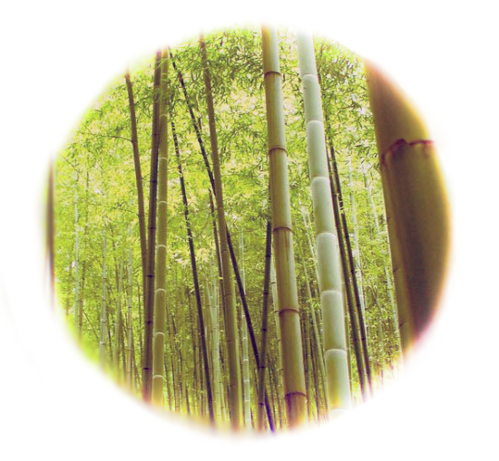 Bamboo forest